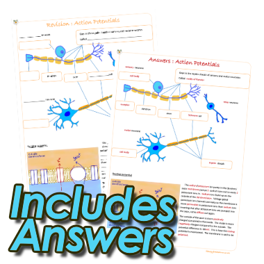 action_potential_answers.png